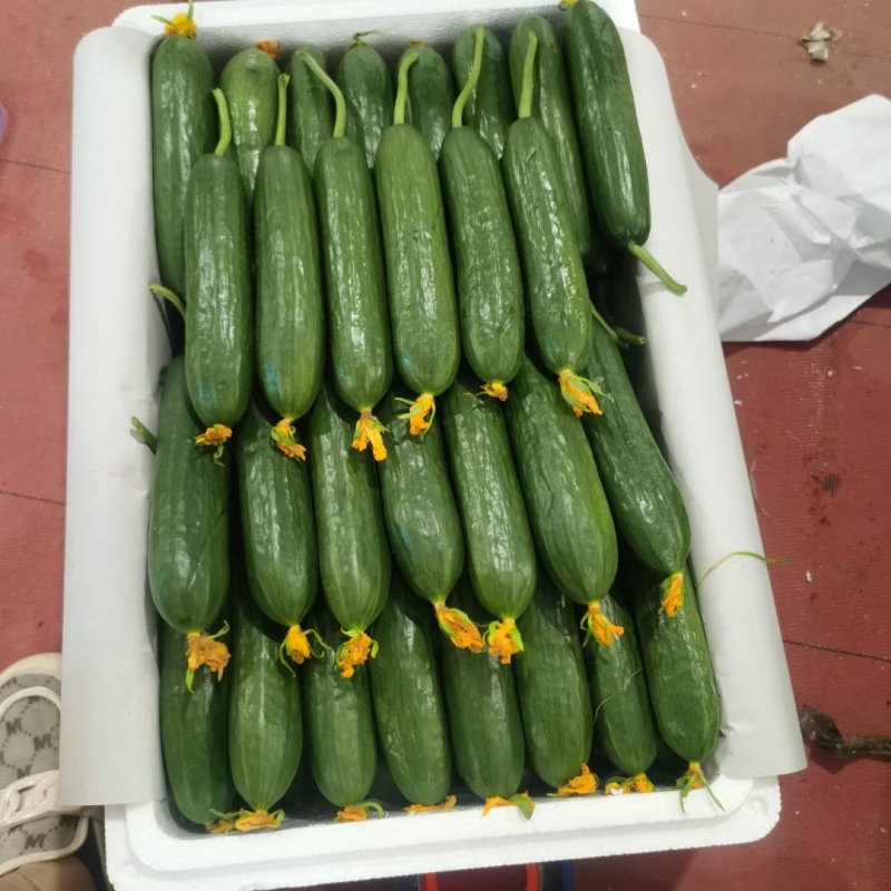 精品小黄瓜，干花，鲜花，嘴子，电商，产地直发