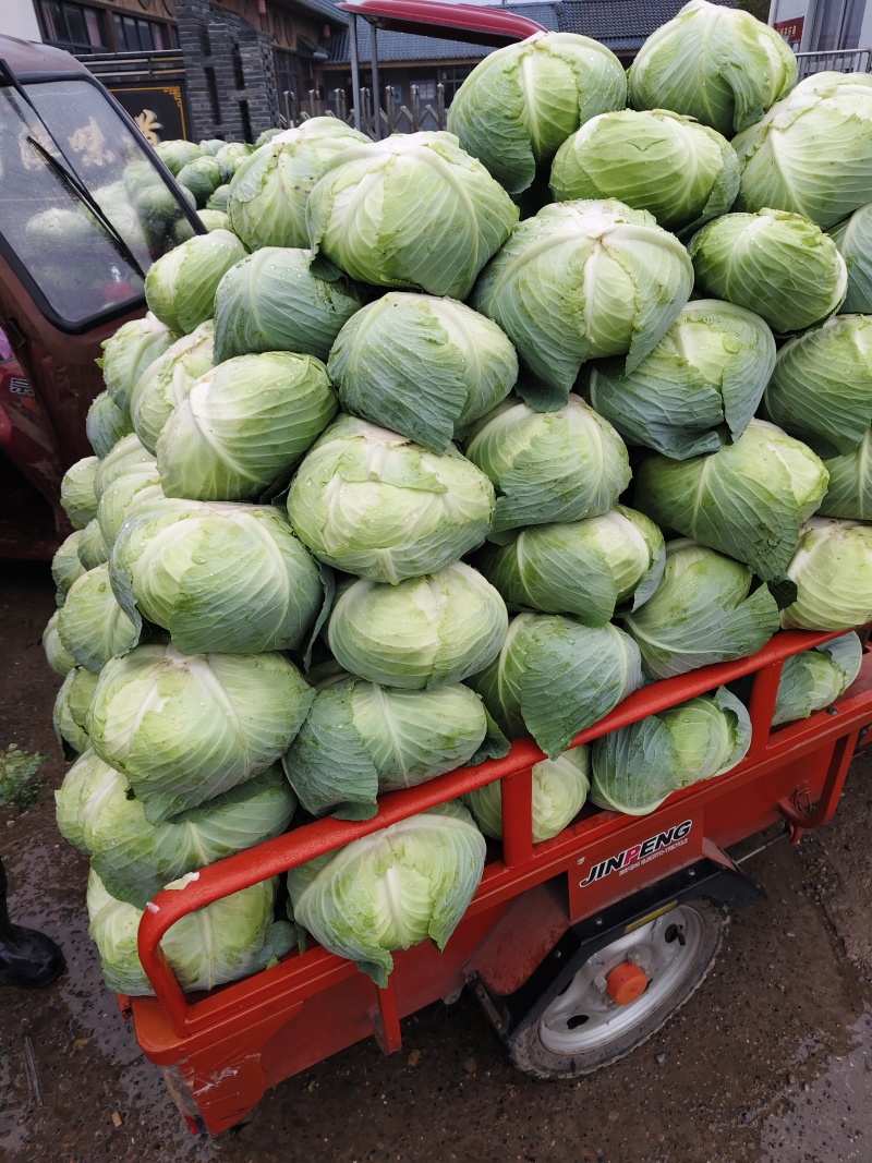 扁包菜