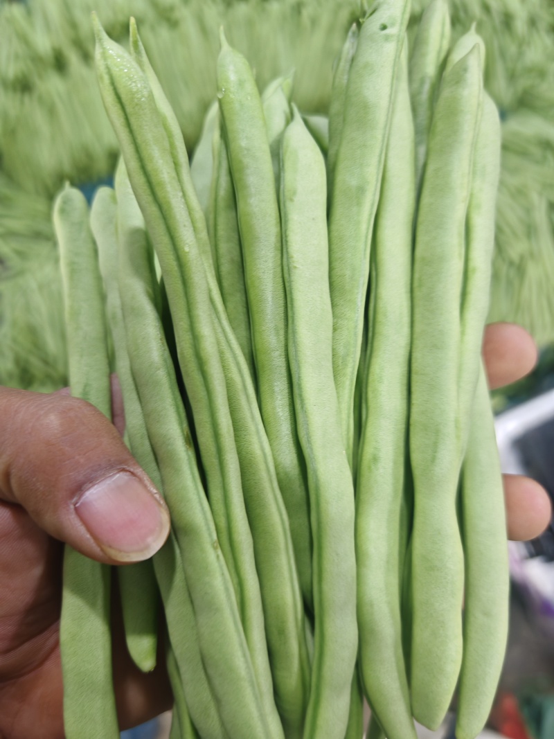 精品四季豆