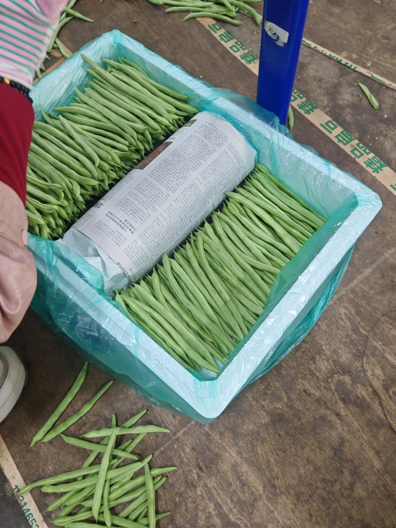 精品四季豆