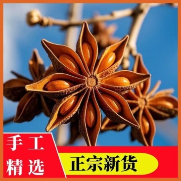 【一件代发】广西大红八角干枝八角品质保障欢迎来电咨