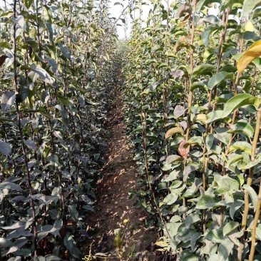 河北馆陶皇冠梨树苗基地直供质量保证成活率高提供技术指导