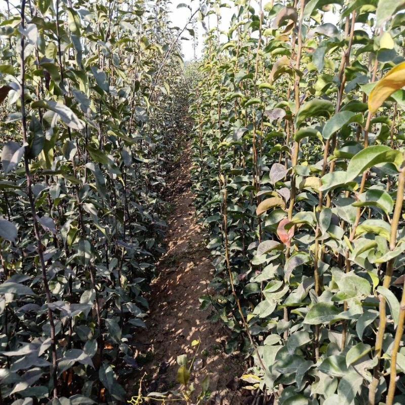 河北馆陶皇冠梨树苗基地直供质量保证成活率高提供技术指导
