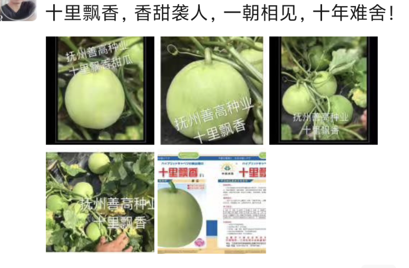 日本甜宝甜瓜种子早熟高糖甜中带点奶香高产