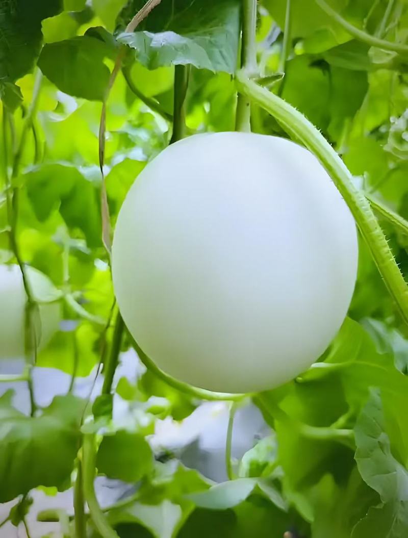 玉菇甜瓜冰淇淋甜瓜奶香蜜香甜可口产地货源直发