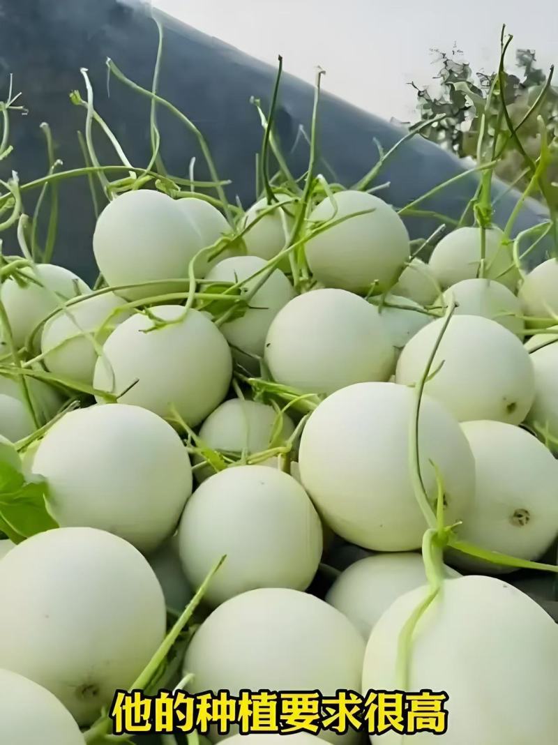 玉菇甜瓜冰淇淋甜瓜奶香蜜香甜可口产地货源直发
