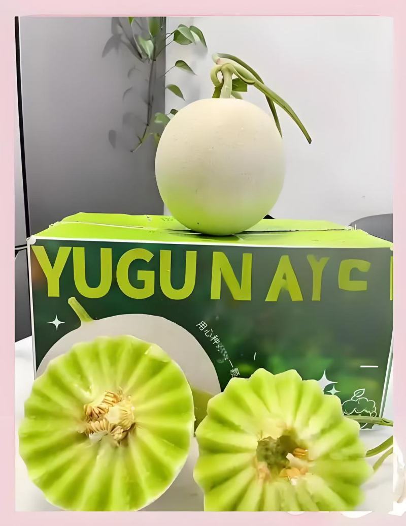玉菇甜瓜冰淇淋甜瓜奶香蜜香甜可口产地货源直发