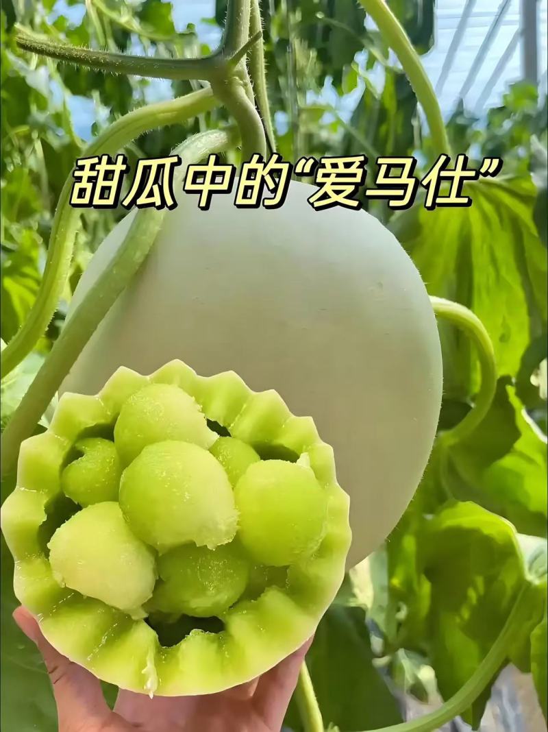 玉菇甜瓜冰淇淋甜瓜奶香蜜香甜可口产地货源直发