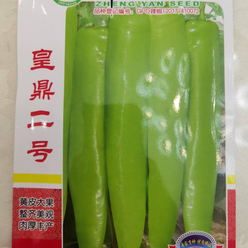 皇鼎二号中熟黄皮辣椒种子香辣大果肉厚黄绿发亮黄皮耐贮运
