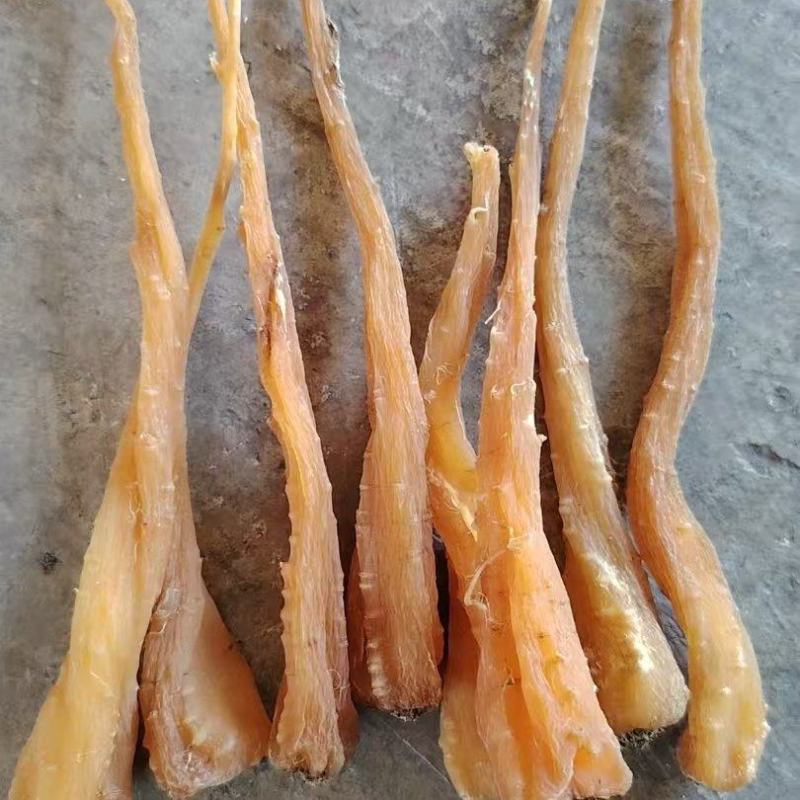 云南萝卜参