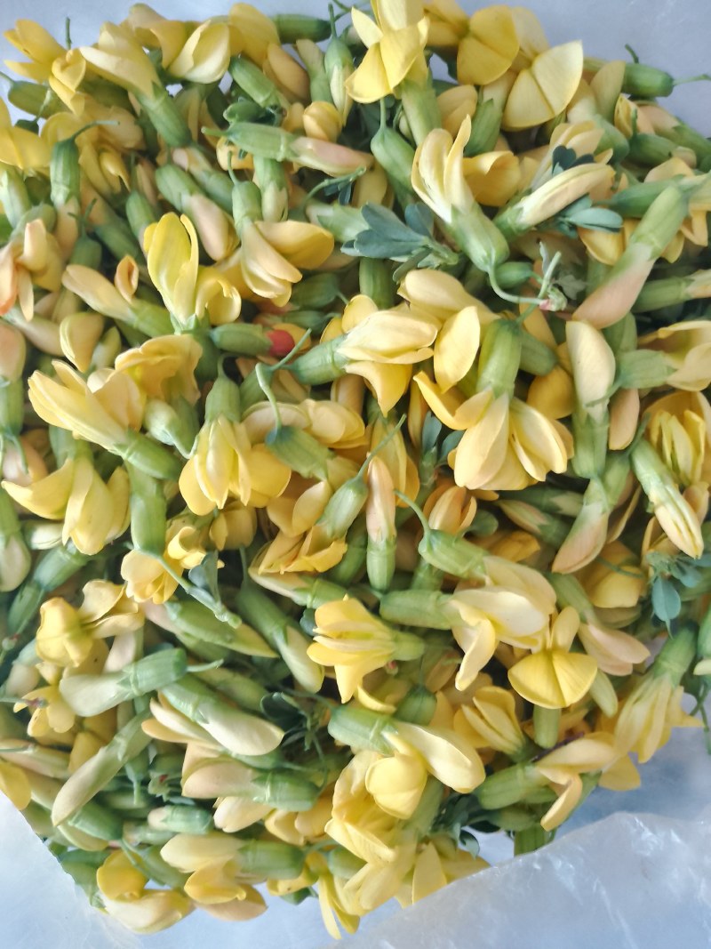 金雀花