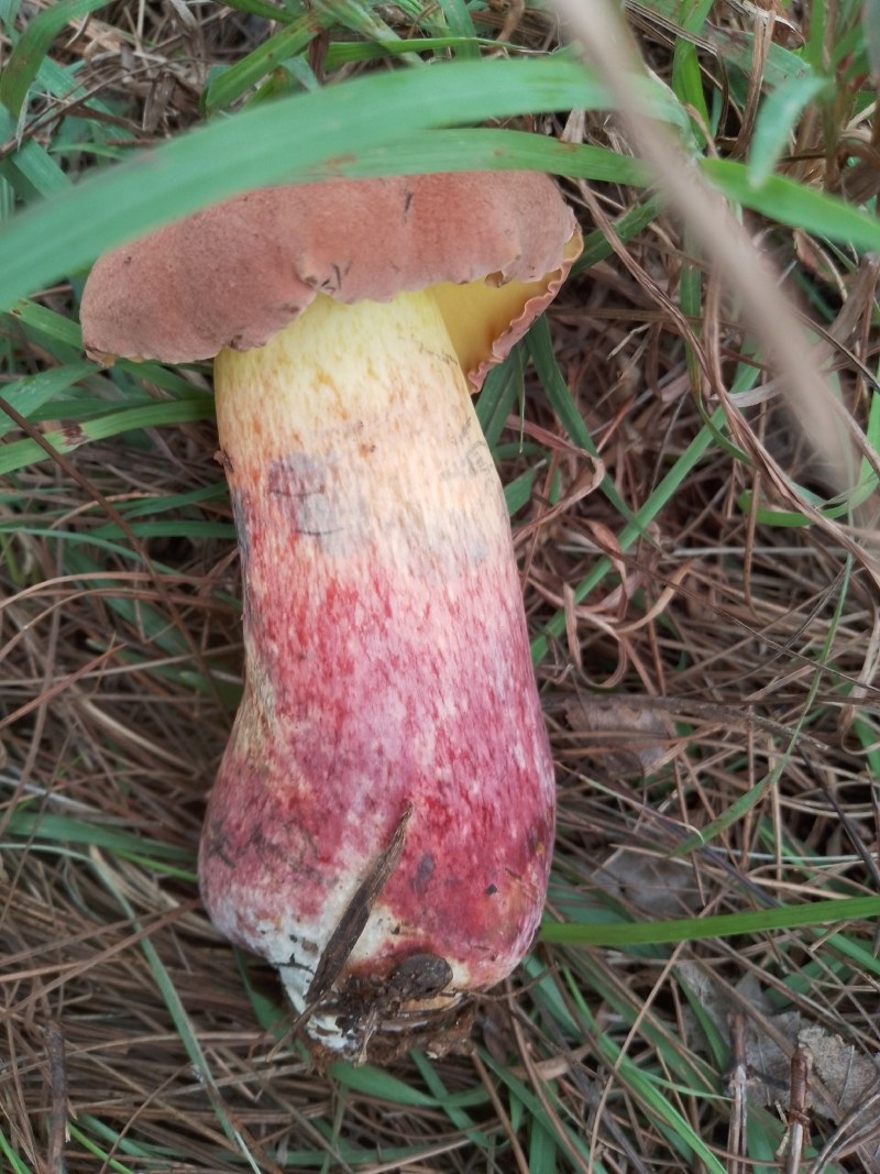 金雀花