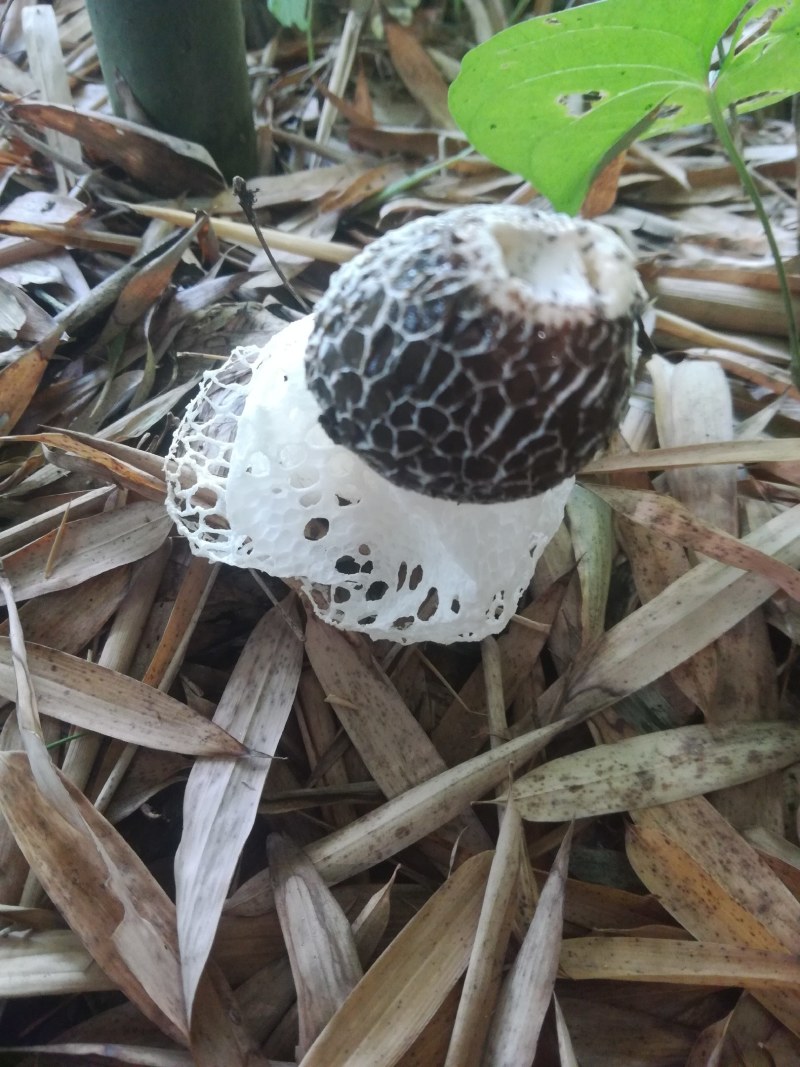 金雀花