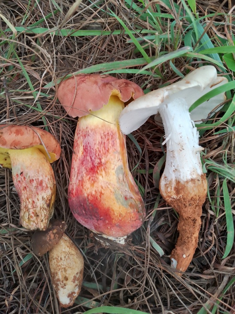 金雀花