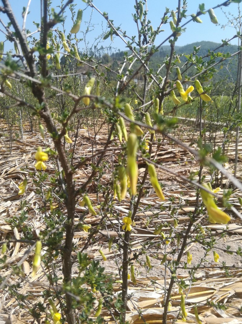 金雀花