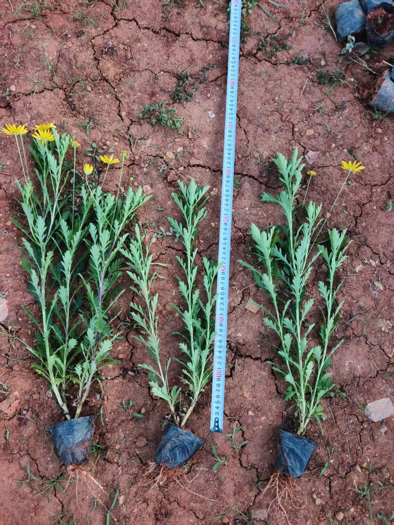 木春菊小杯高度50一60cm，基地有量，价格优惠，欢迎订