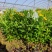 木春菊小杯高度50一60cm，基地有量，价格优惠，欢迎订
