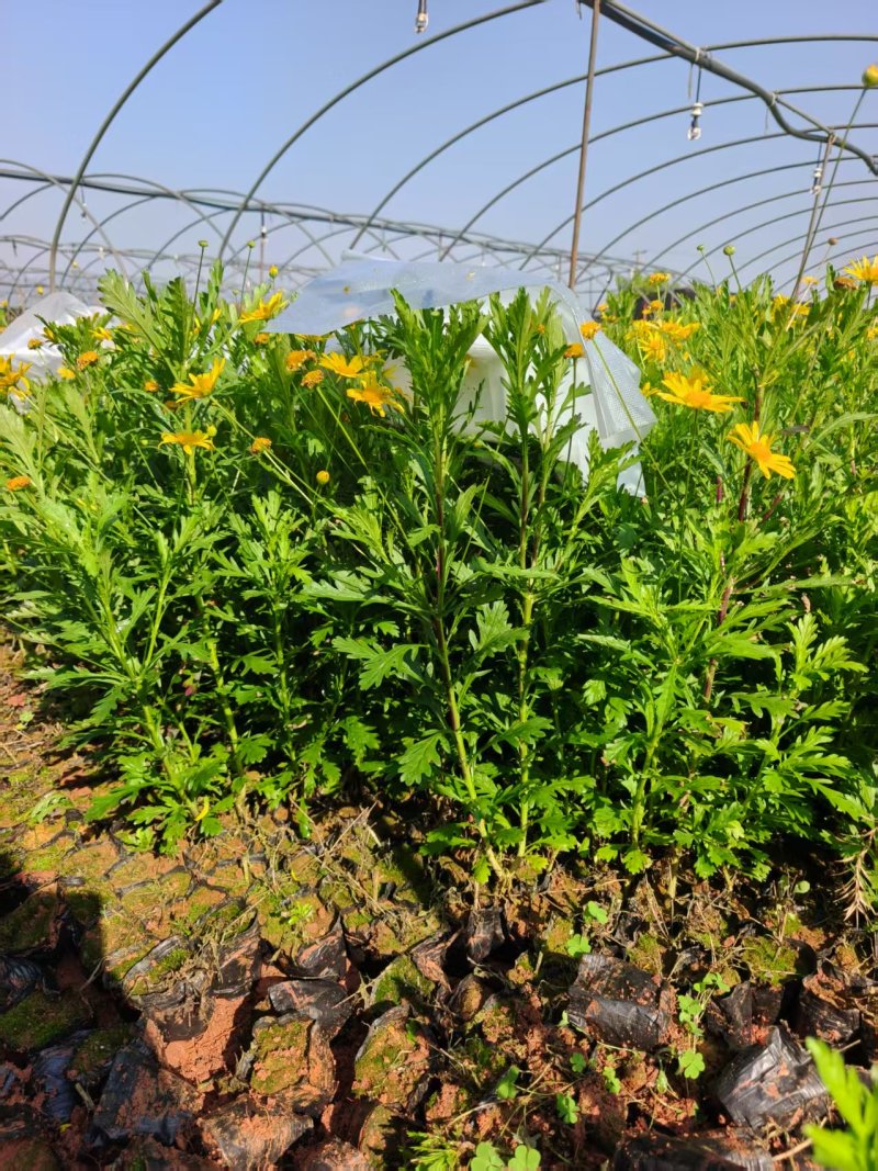 木春菊小杯高度50一60cm，基地有量，价格优惠，欢迎订