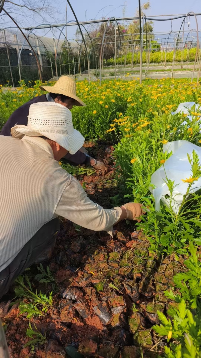 木春菊小杯高度50一60cm，基地有量，价格优惠，欢迎订