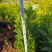 木春菊小杯高度50一60cm，基地有量，价格优惠，欢迎订