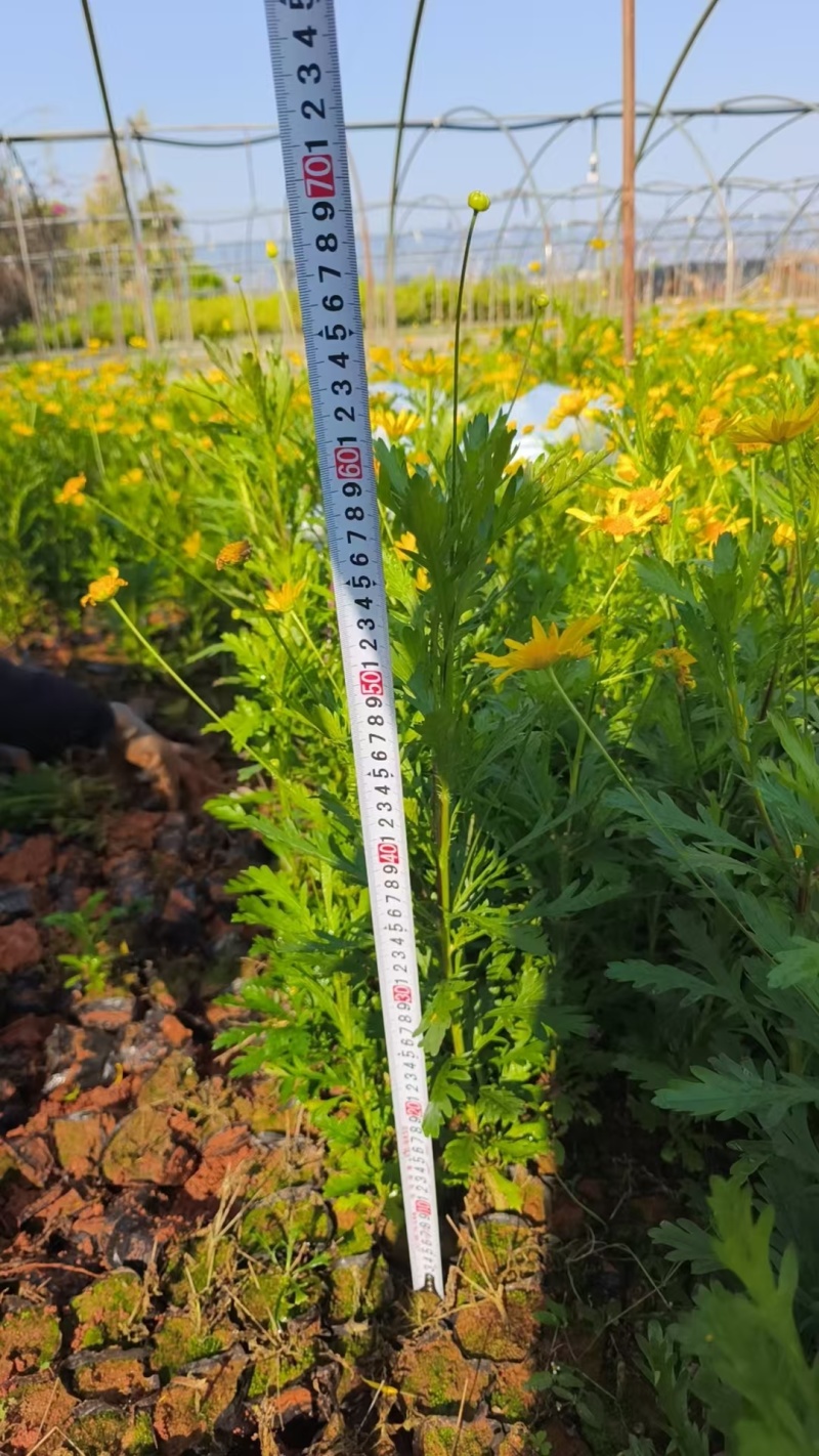 木春菊小杯高度50一60cm，基地有量，价格优惠，欢迎订