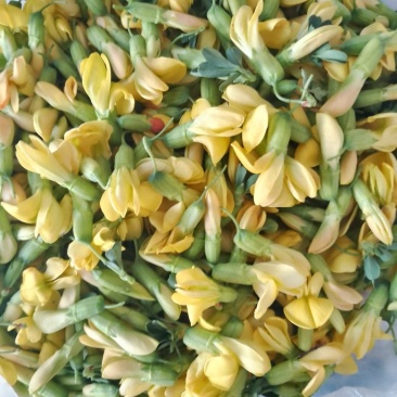 金雀花