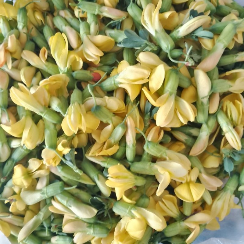 金雀花
