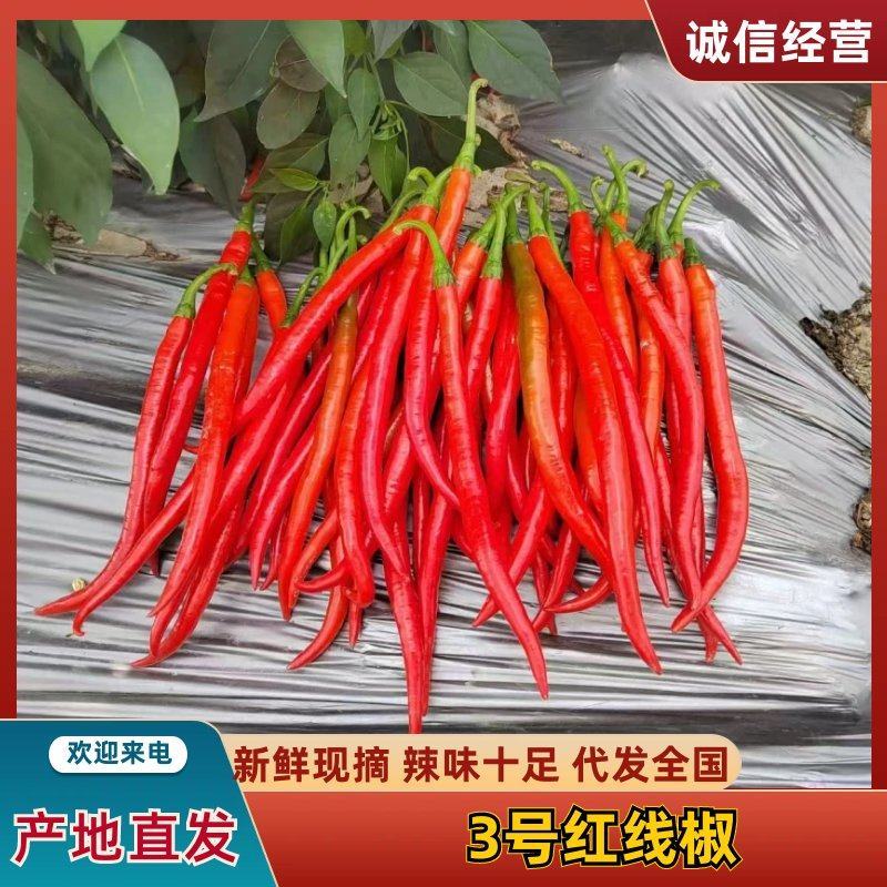广东湛江#3号红线椒产地一手货源大量上市新鲜
