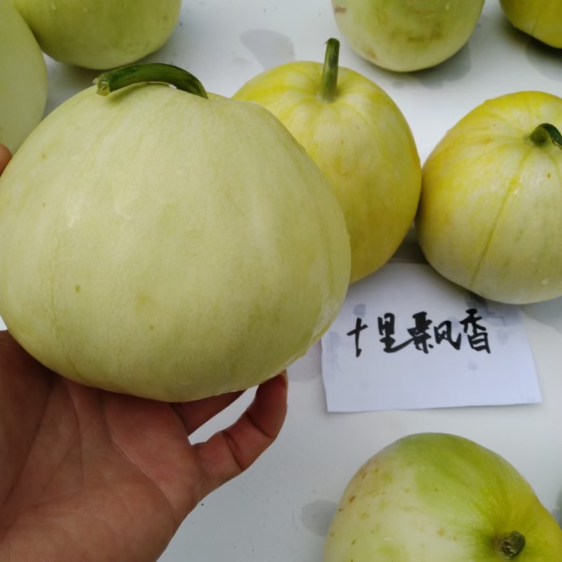 大果.日本甜宝甜瓜种子早熟450克含糖17度又香又甜又脆