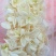 雪莲心