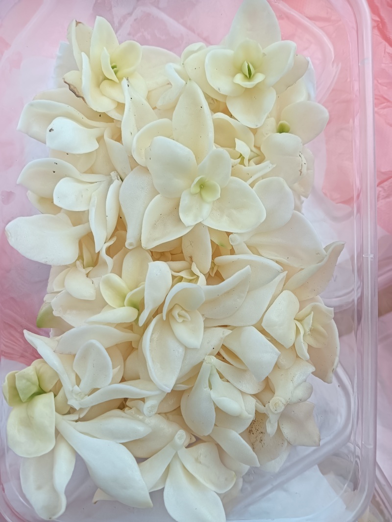 雪莲心