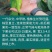 欧兰德黄剑338辣椒种子黄皮羊角椒微辣型辣椒种籽