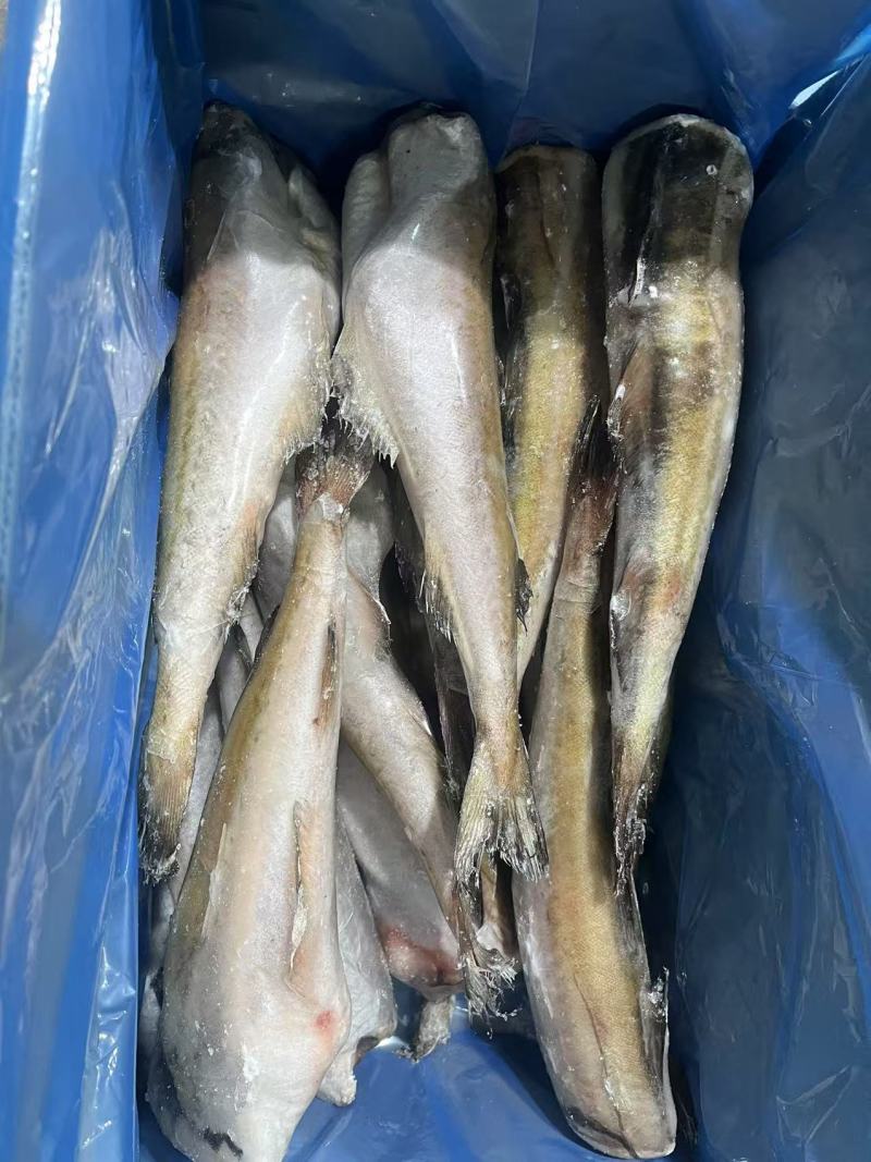 单冻。鳕鱼明太鱼