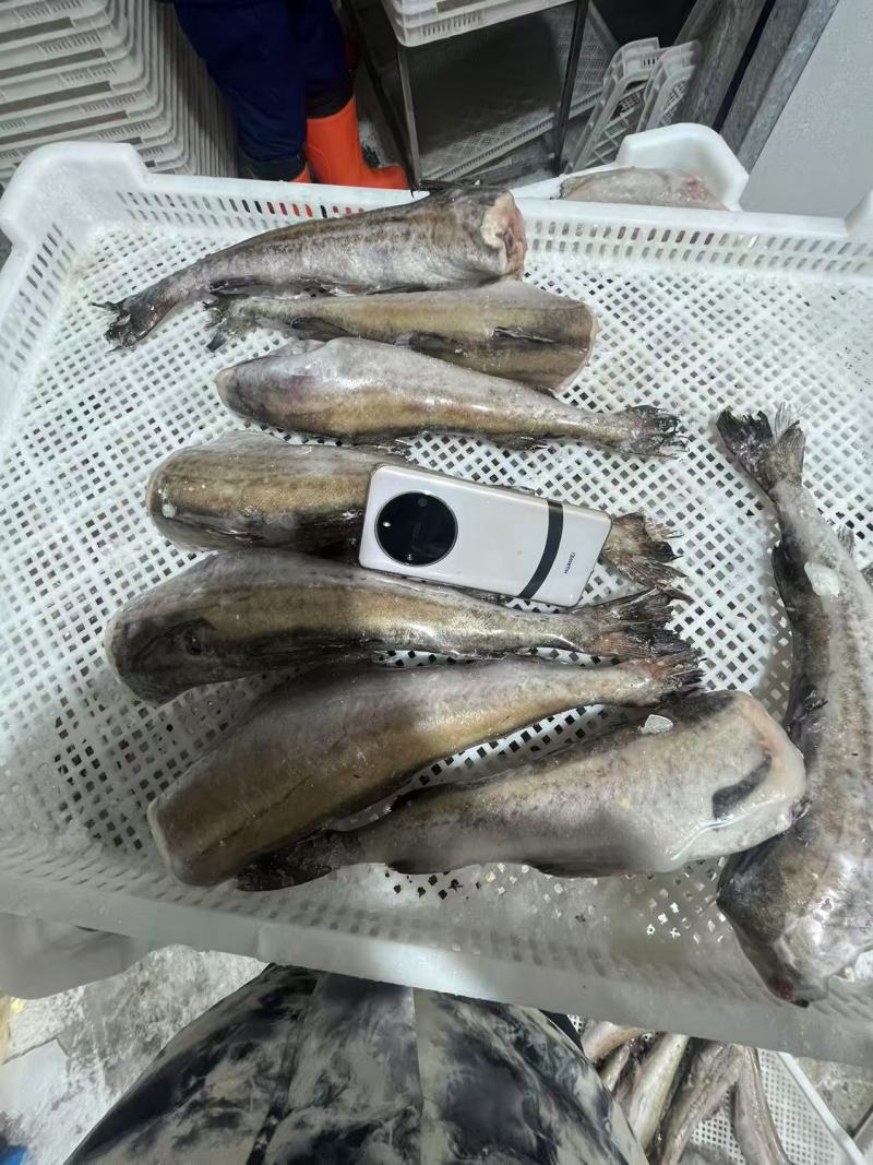 单冻。鳕鱼明太鱼