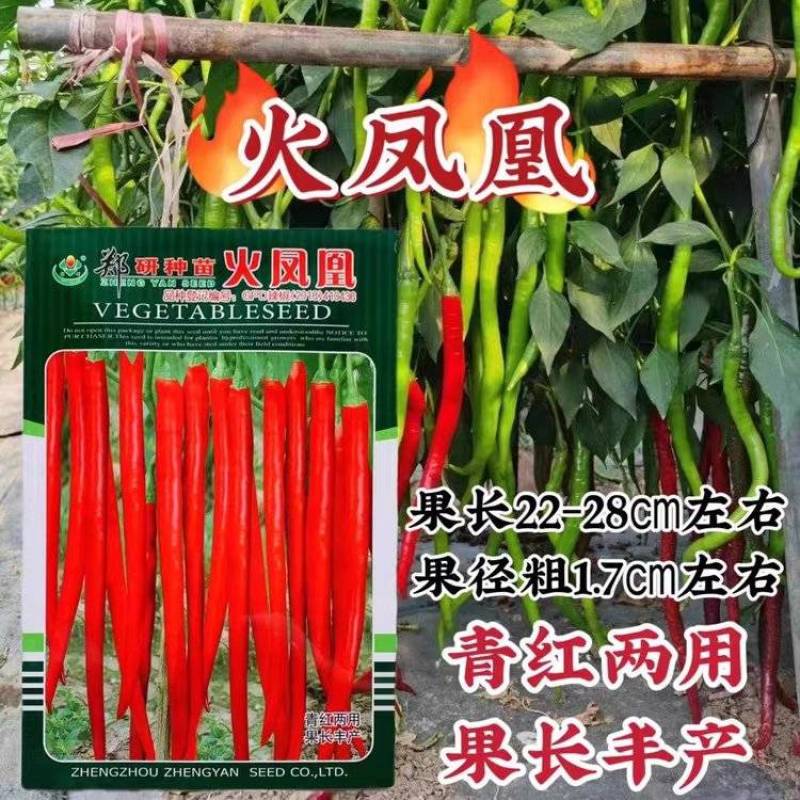 火凤凰香辣青红两用线椒种子果长肉中辣型青红两用线椒种籽
