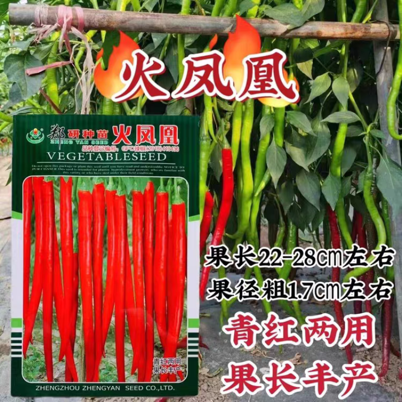 火凤凰香辣青红两用线椒种子果长肉中辣型青红两用线椒种籽