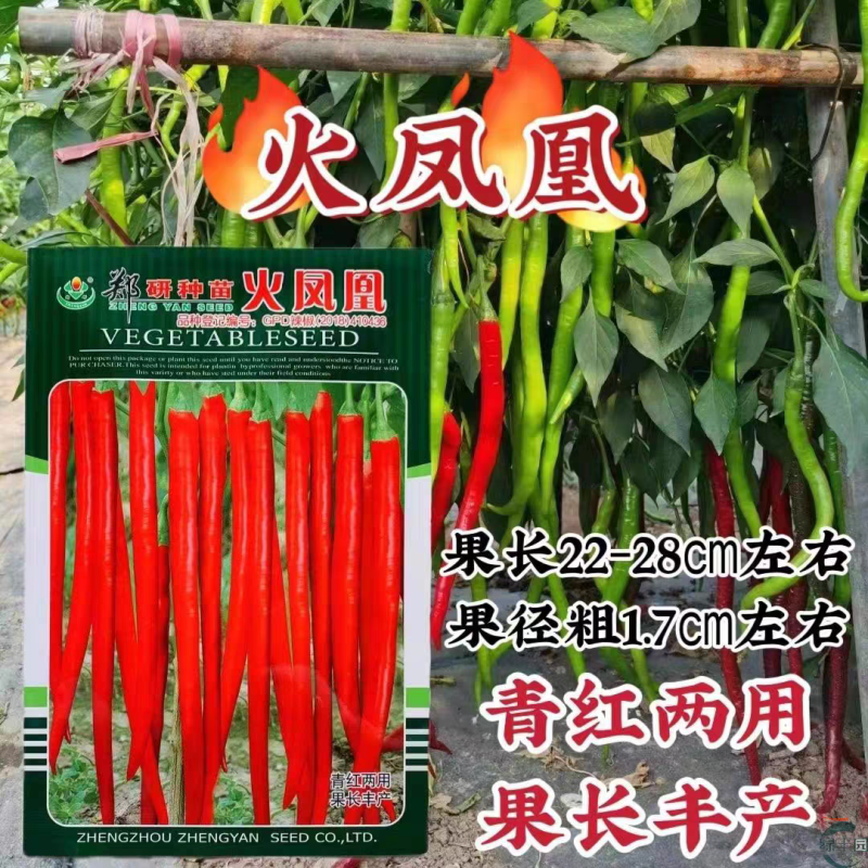 火凤凰香辣青红两用线椒种子果长肉中辣型青红两用线椒种籽