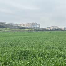 青储小麦