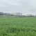 青储小麦
