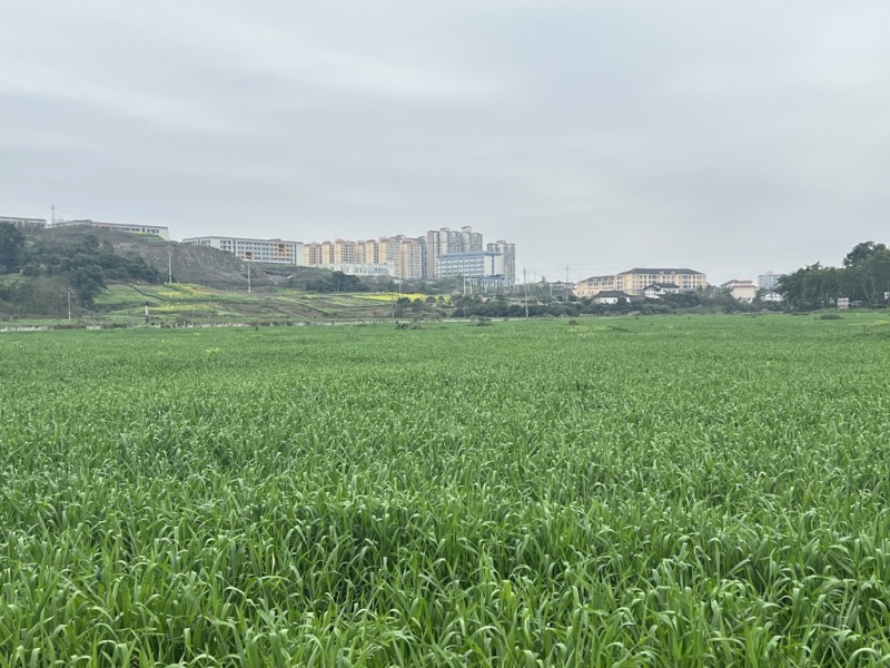 青储小麦