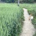 青储小麦