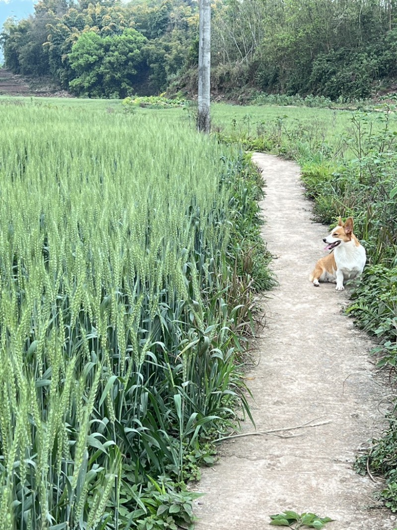 青储小麦