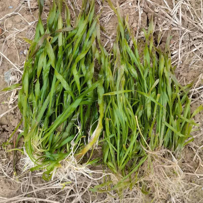 矮生苦草，治理河道坑塘**，品质好，价格低，欢迎订购