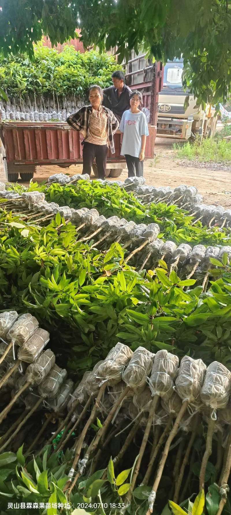 仙进奉，水荔，岭丰糯，情人荔，无核荔，桂花香，妃子笑