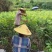仙进奉，水荔，岭丰糯，情人荔，无核荔，桂花香，妃子笑