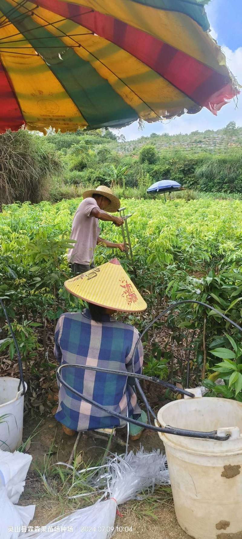 仙进奉，水荔，岭丰糯，情人荔，无核荔，桂花香，妃子笑