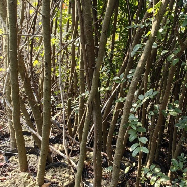 云南昌宁卡斯清香木杯苗1-2厘米
