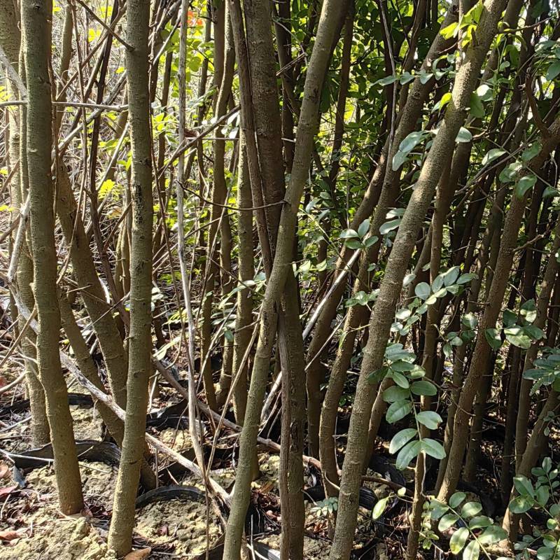 云南昌宁卡斯清香木杯苗1-2厘米