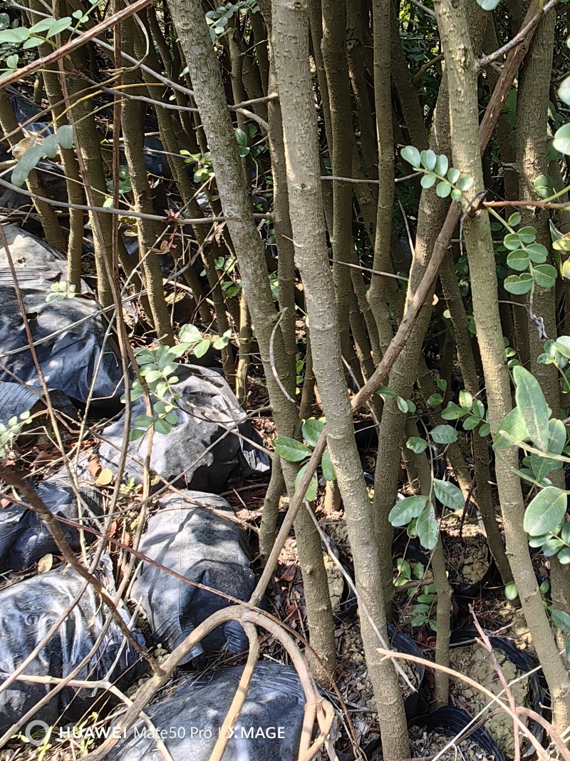 云南昌宁卡斯清香木杯苗1-2厘米