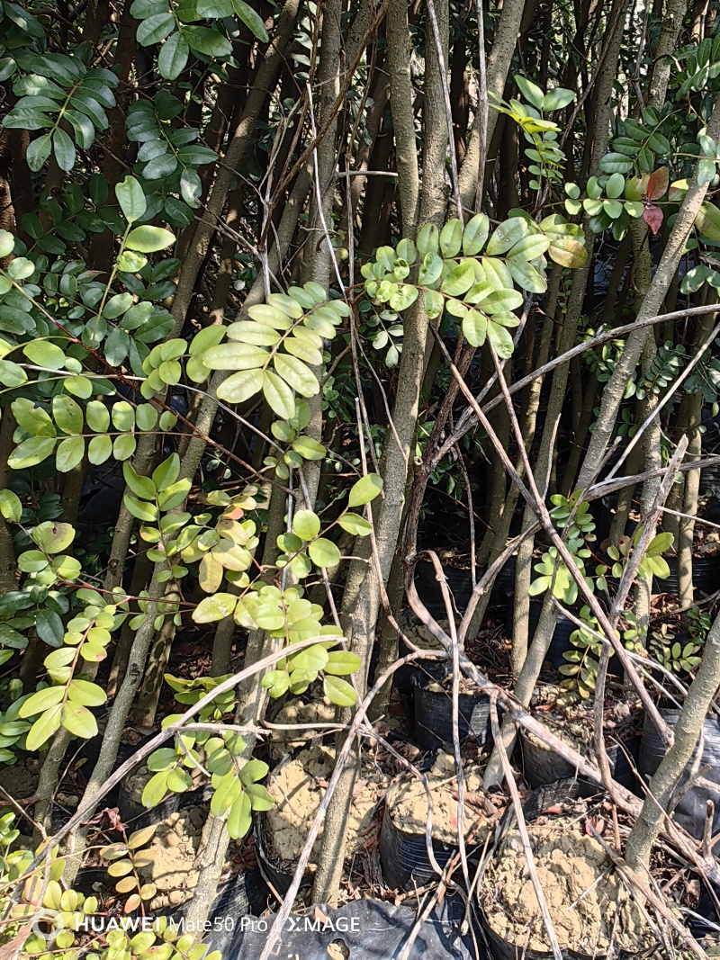 云南昌宁卡斯清香木杯苗1-2厘米